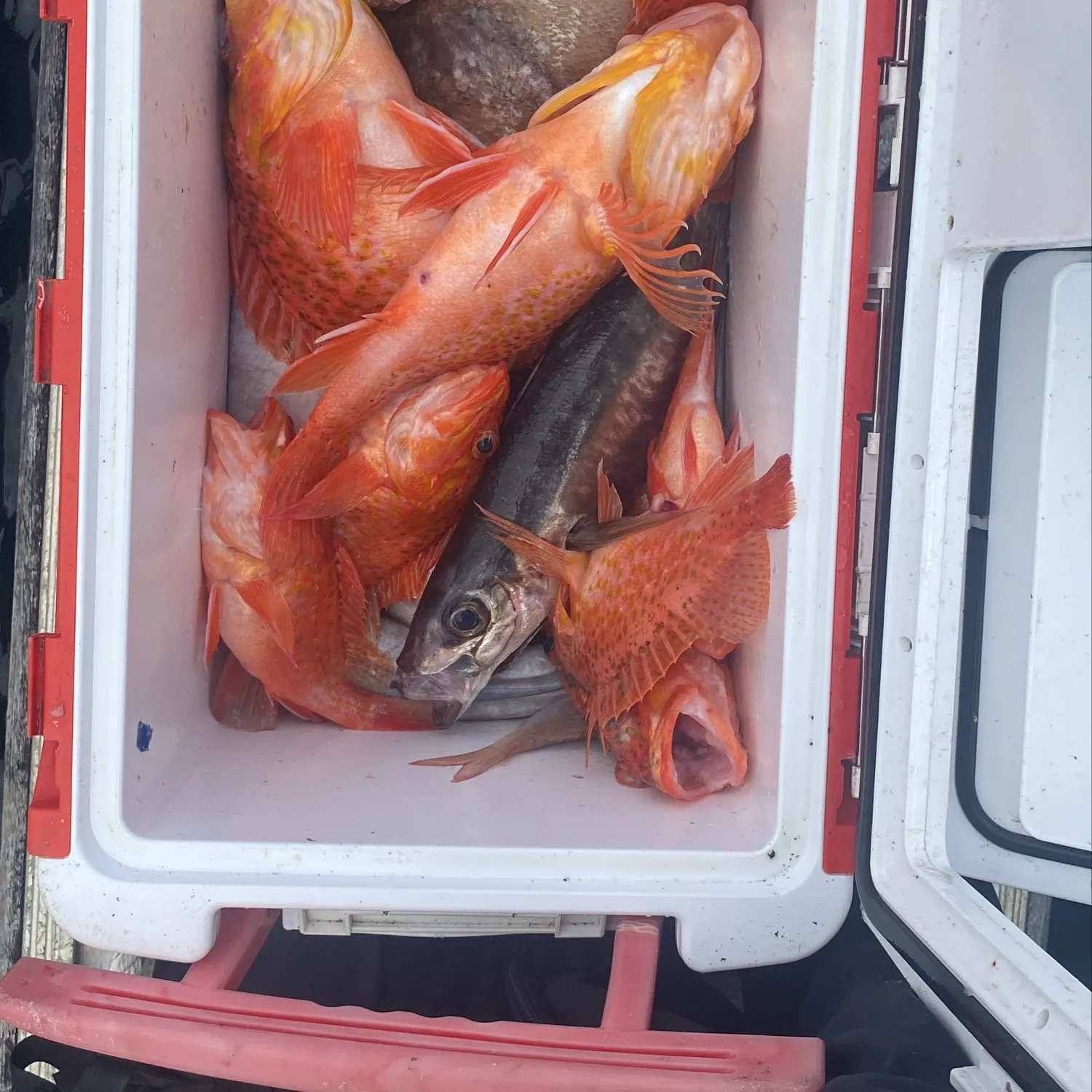 The most recent Cowcod rockfish catches on Fishbrain