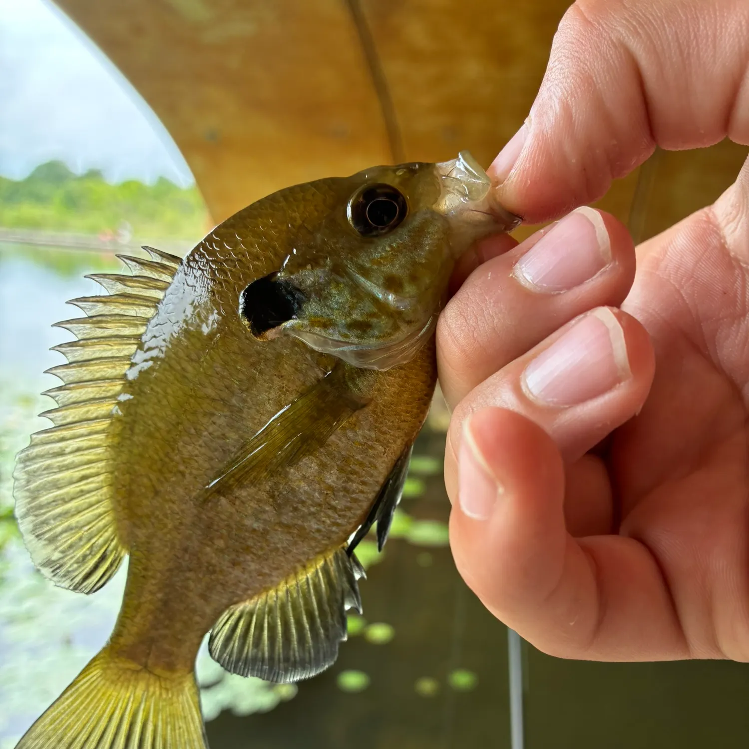 The most recent Redear x bluegill catches on Fishbrain