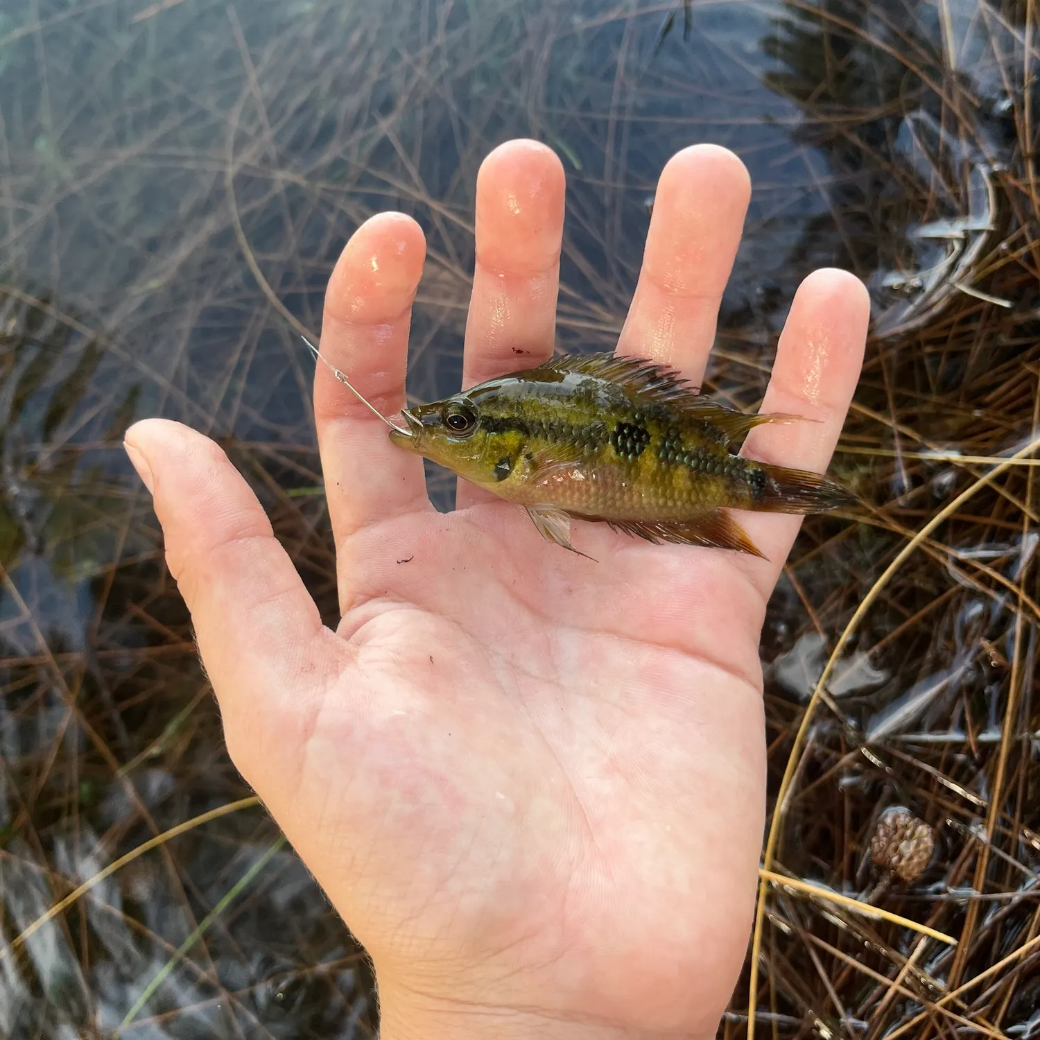 The most recent Yellowbelly cichlid catches on Fishbrain