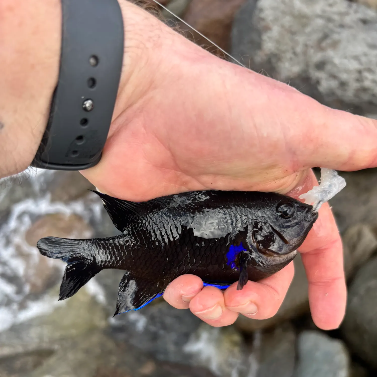 The most recent Canary damsel catches on Fishbrain