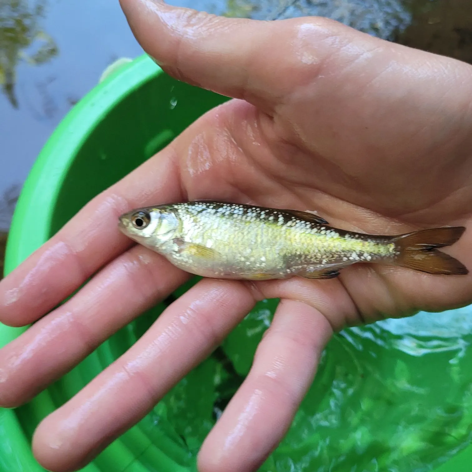 The most recent Mountain whitefish catches on Fishbrain