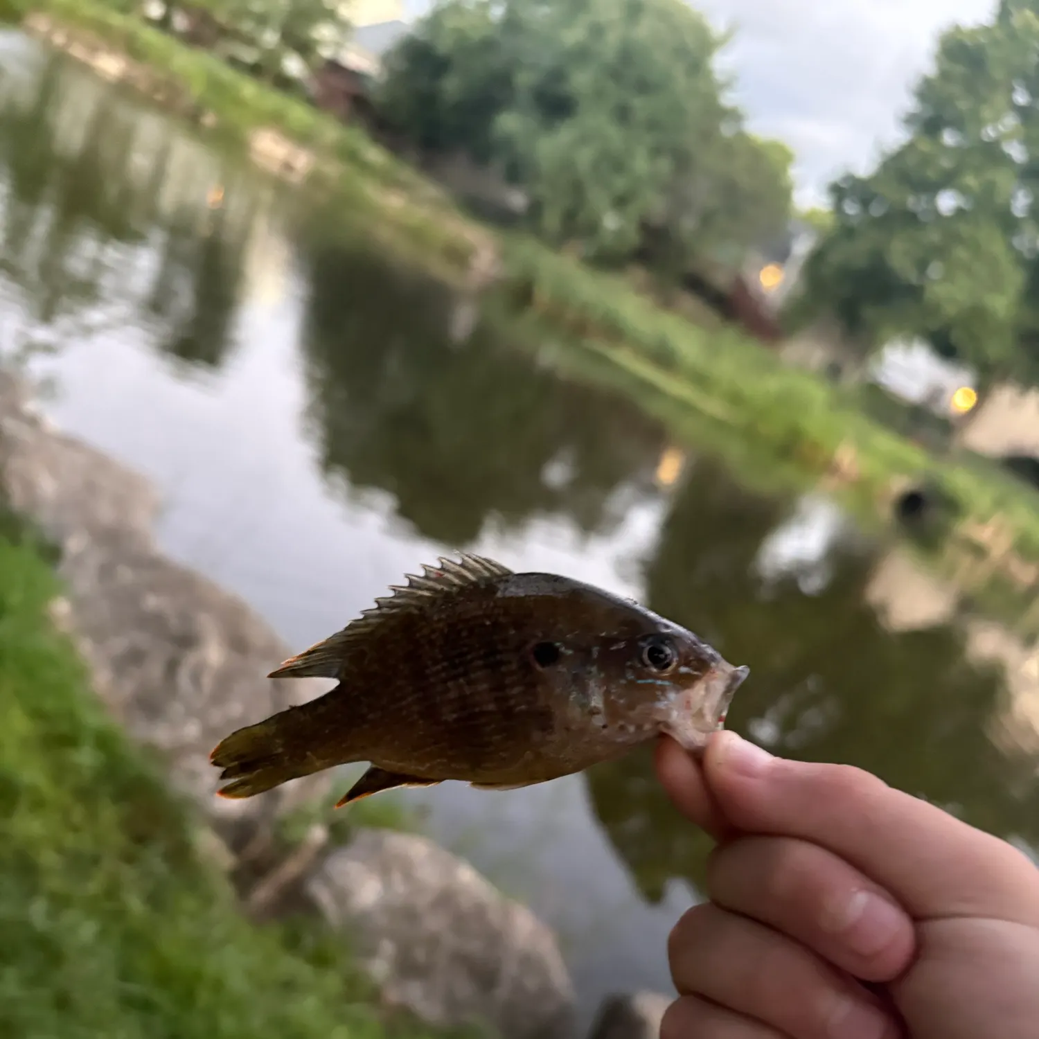 catch