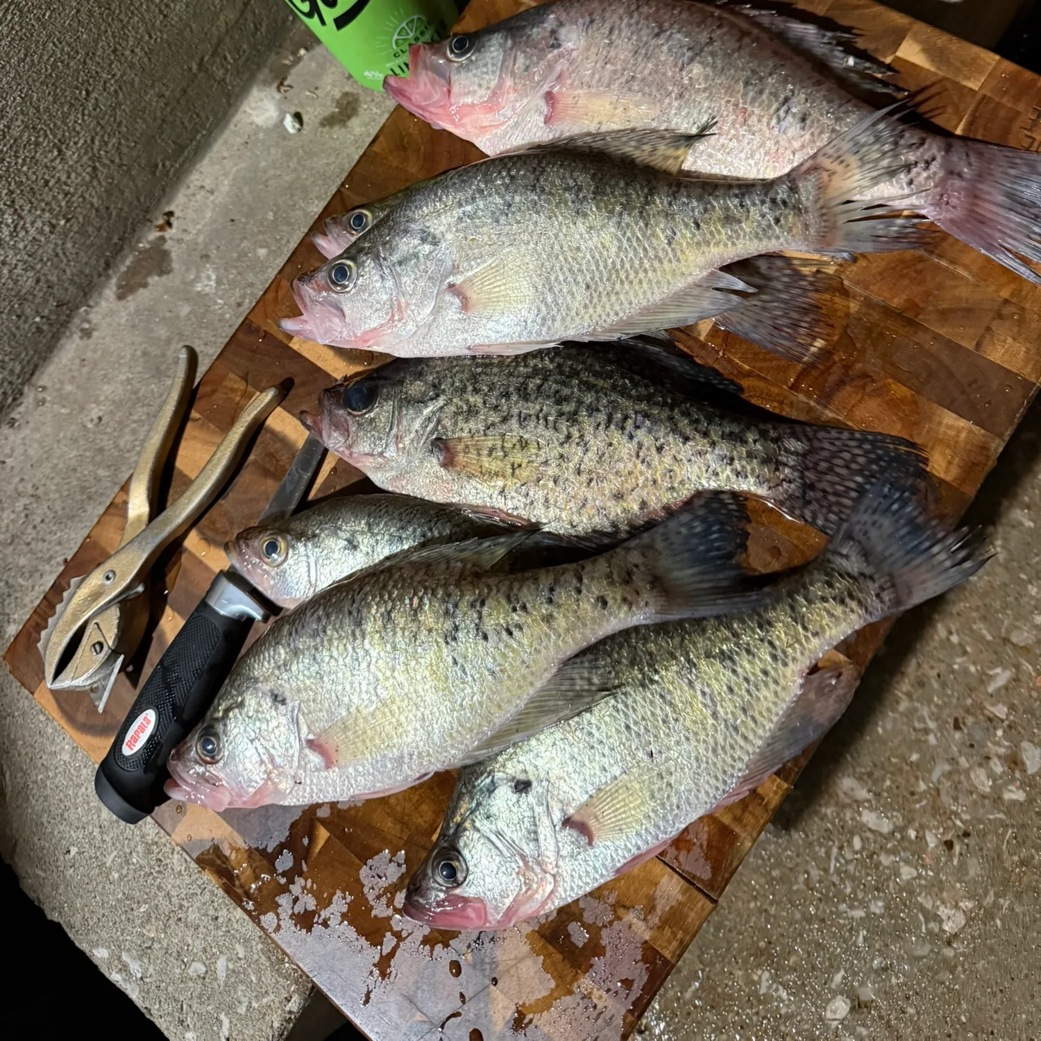 recently logged catches