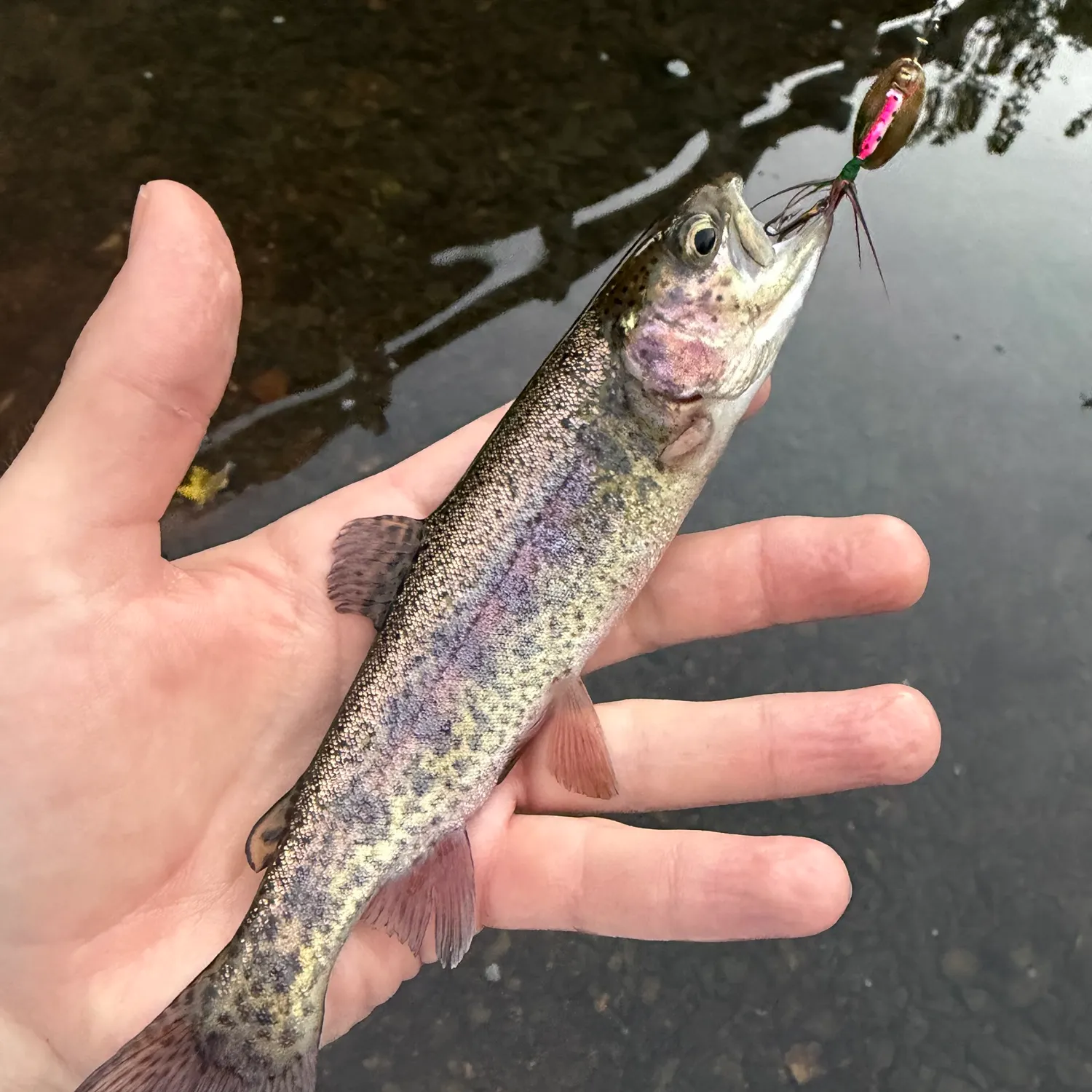 Rainbow trout caught on Fishbrain