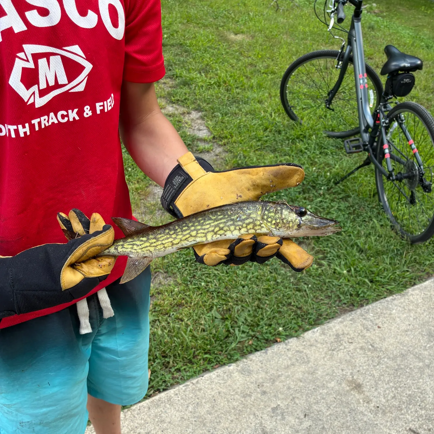Northern pike caught on Fishbrain
