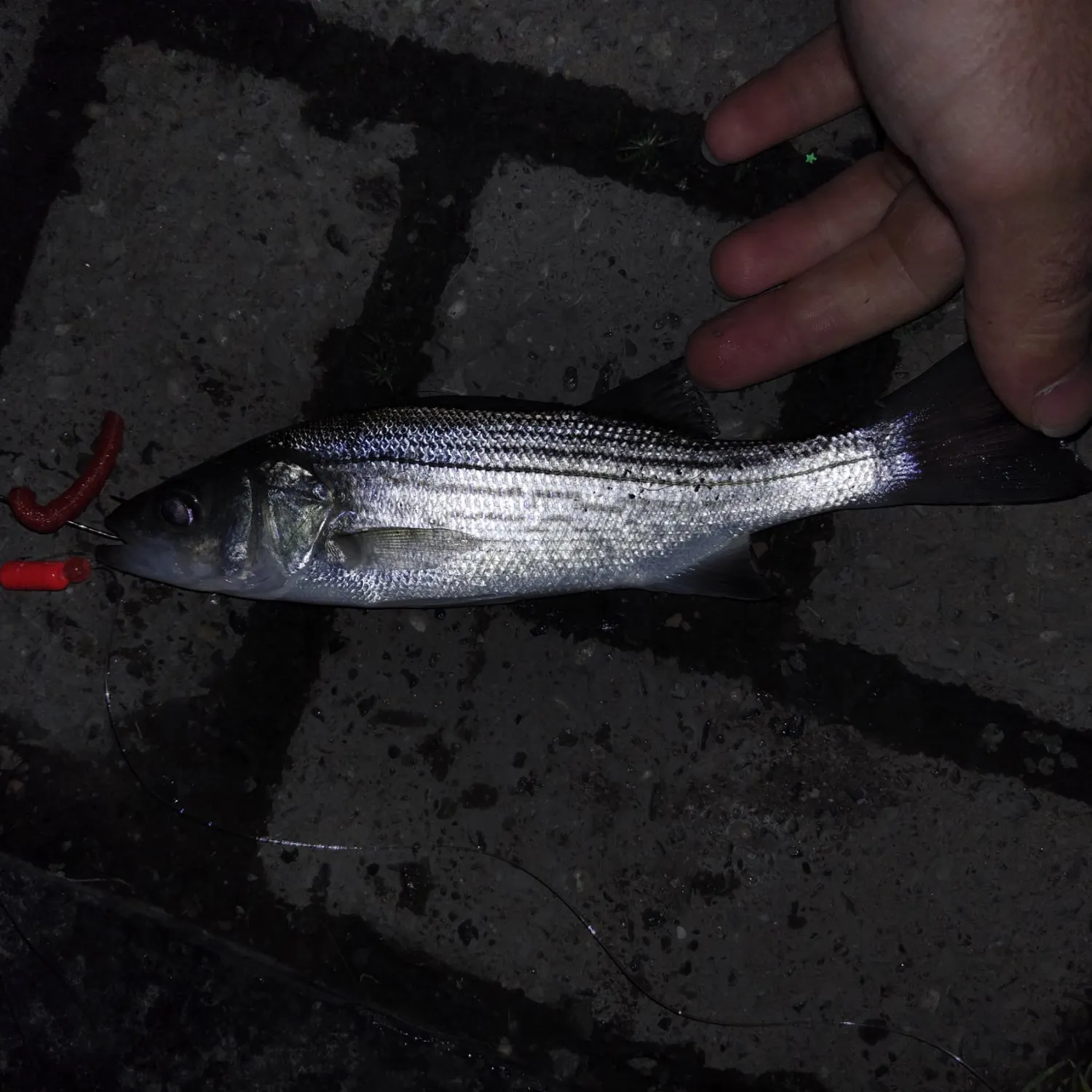 Striped bass caught on Fishbrain