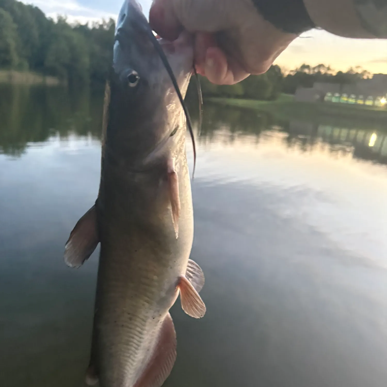Channel catfish caught on Fishbrain