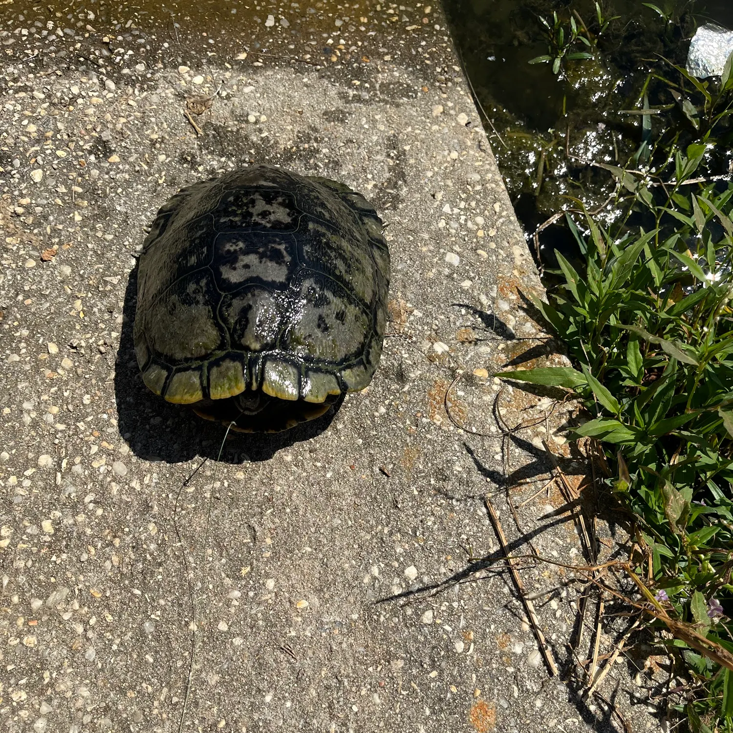 Pond slider turtle caught on Fishbrain