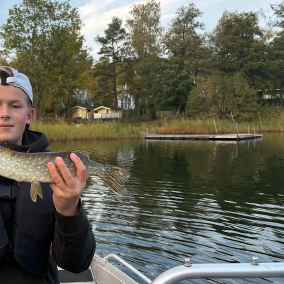 Northern pike caught on Fishbrain