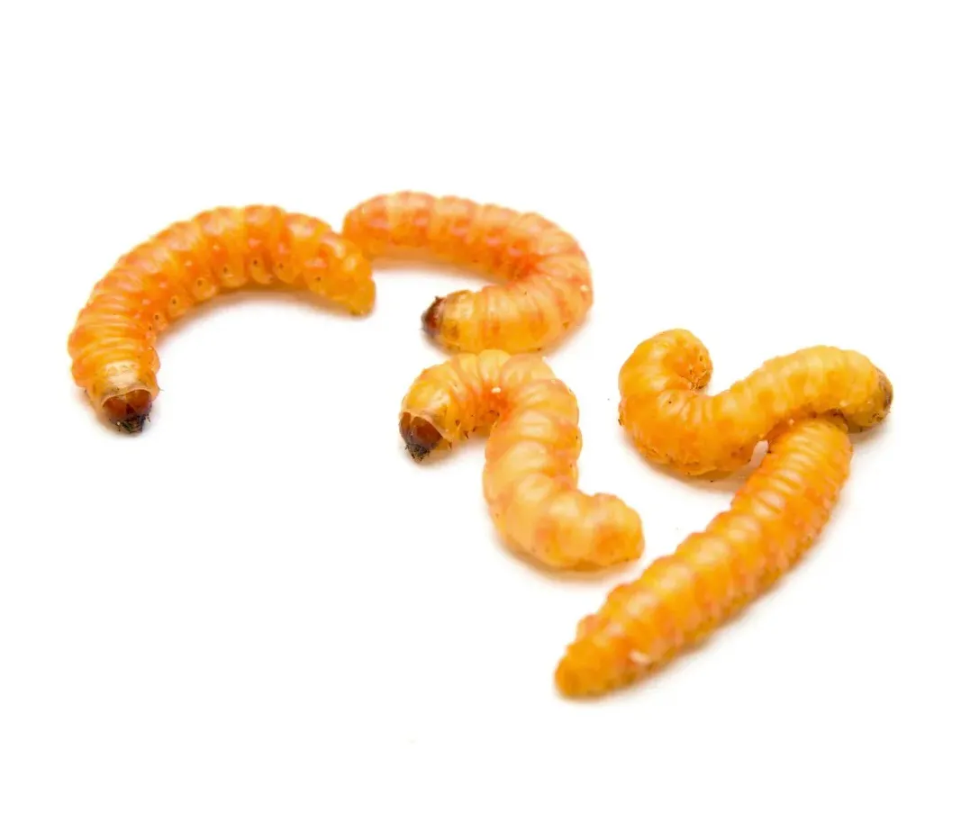 Larva