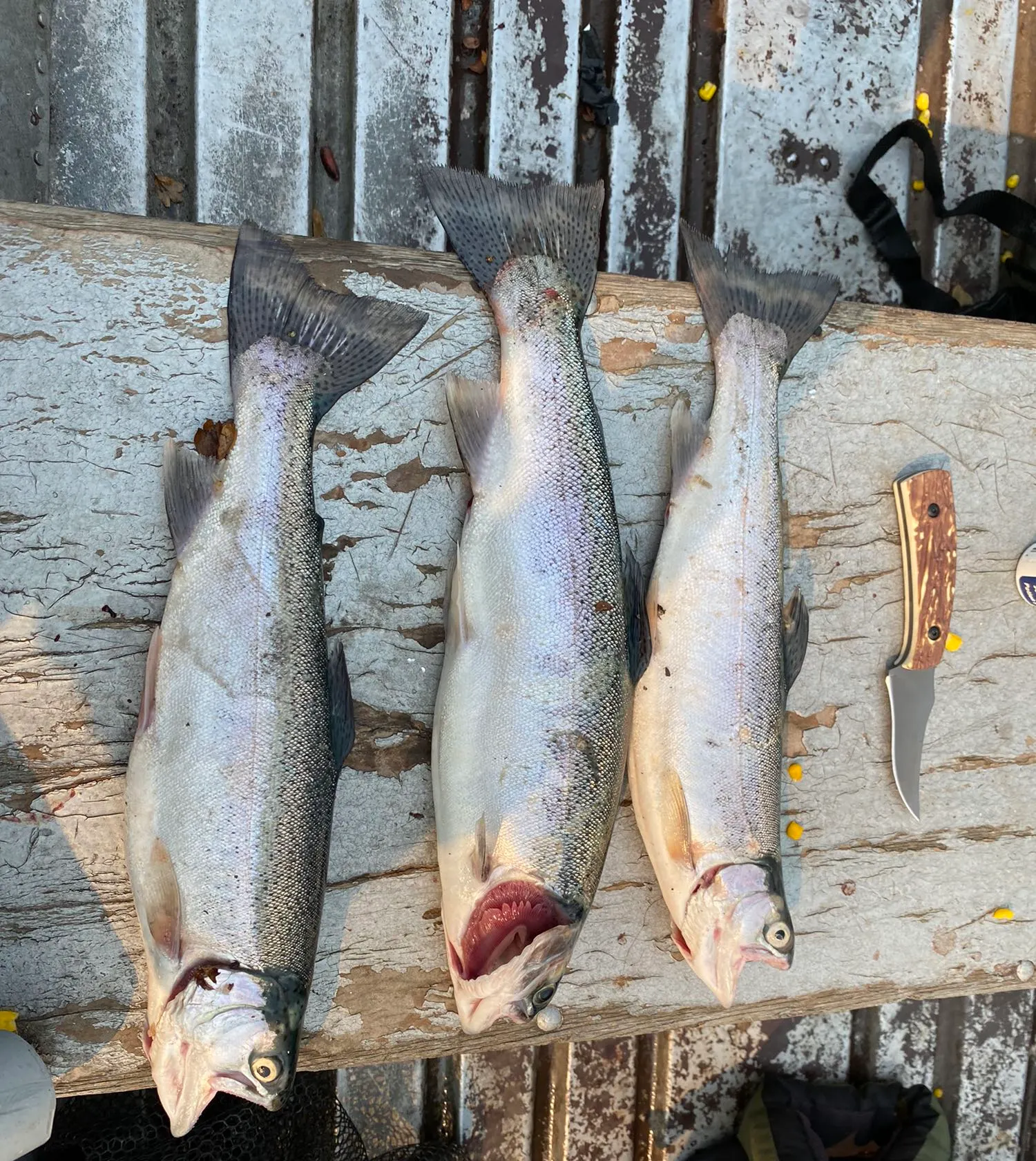 recently logged catches