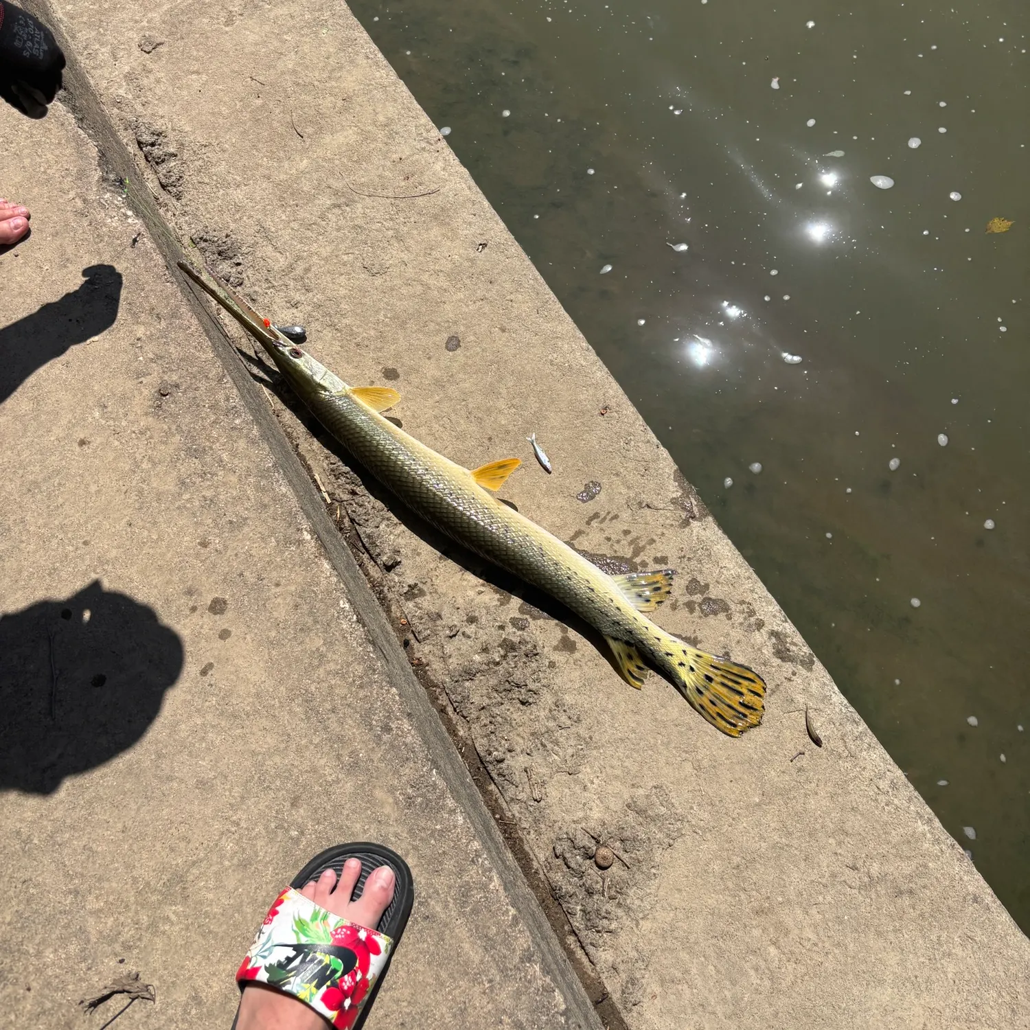Longnose gar caught on Fishbrain