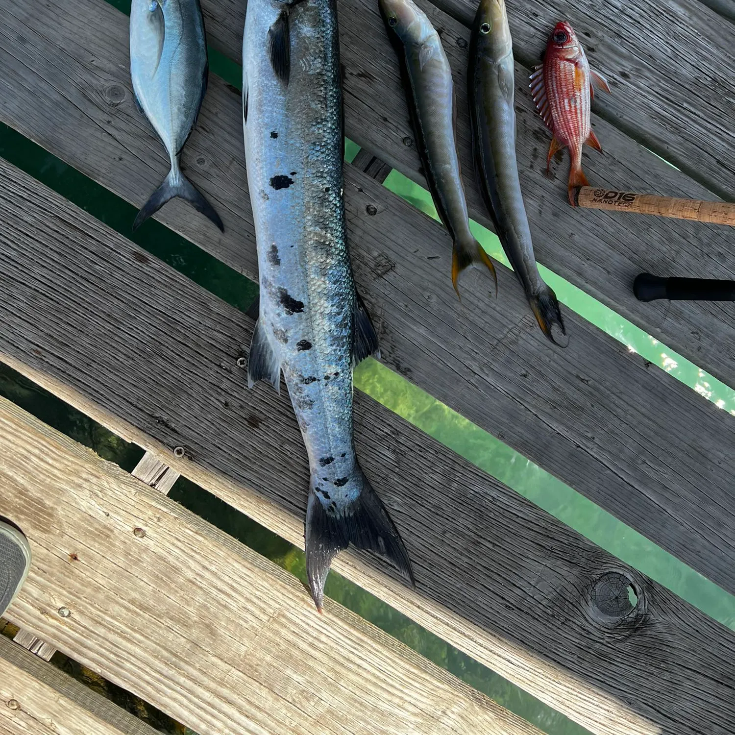 recently logged catches