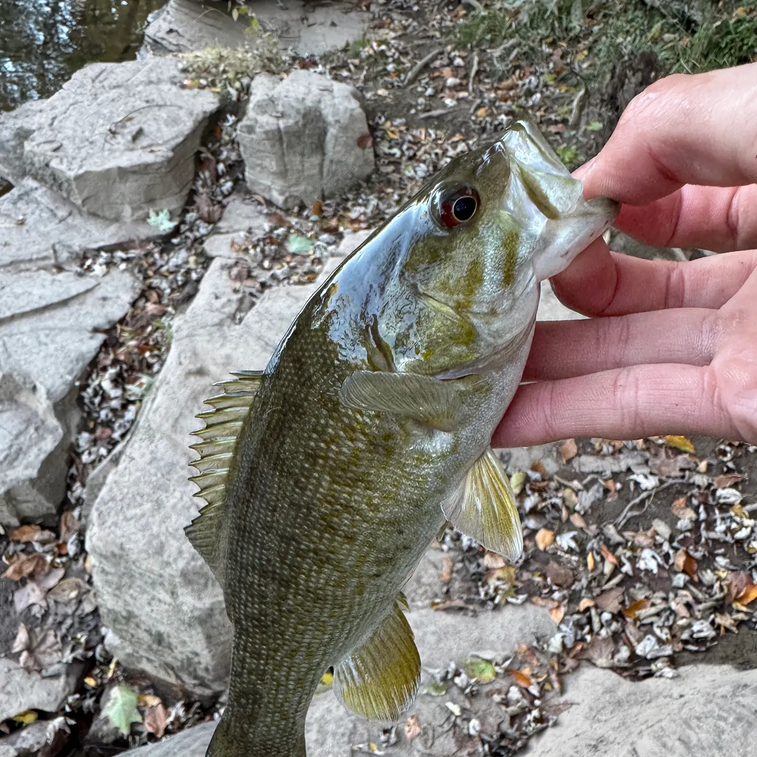 Smallmouth bass caught on Fishbrain