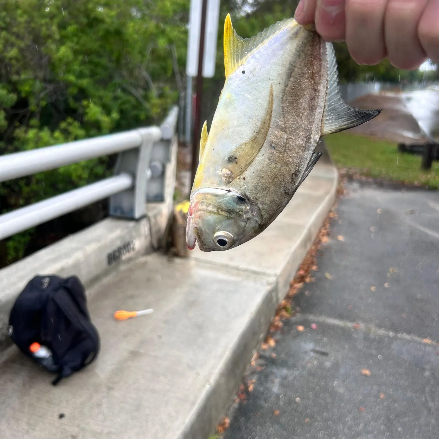 The most recent Crevalle jack catches on Fishbrain