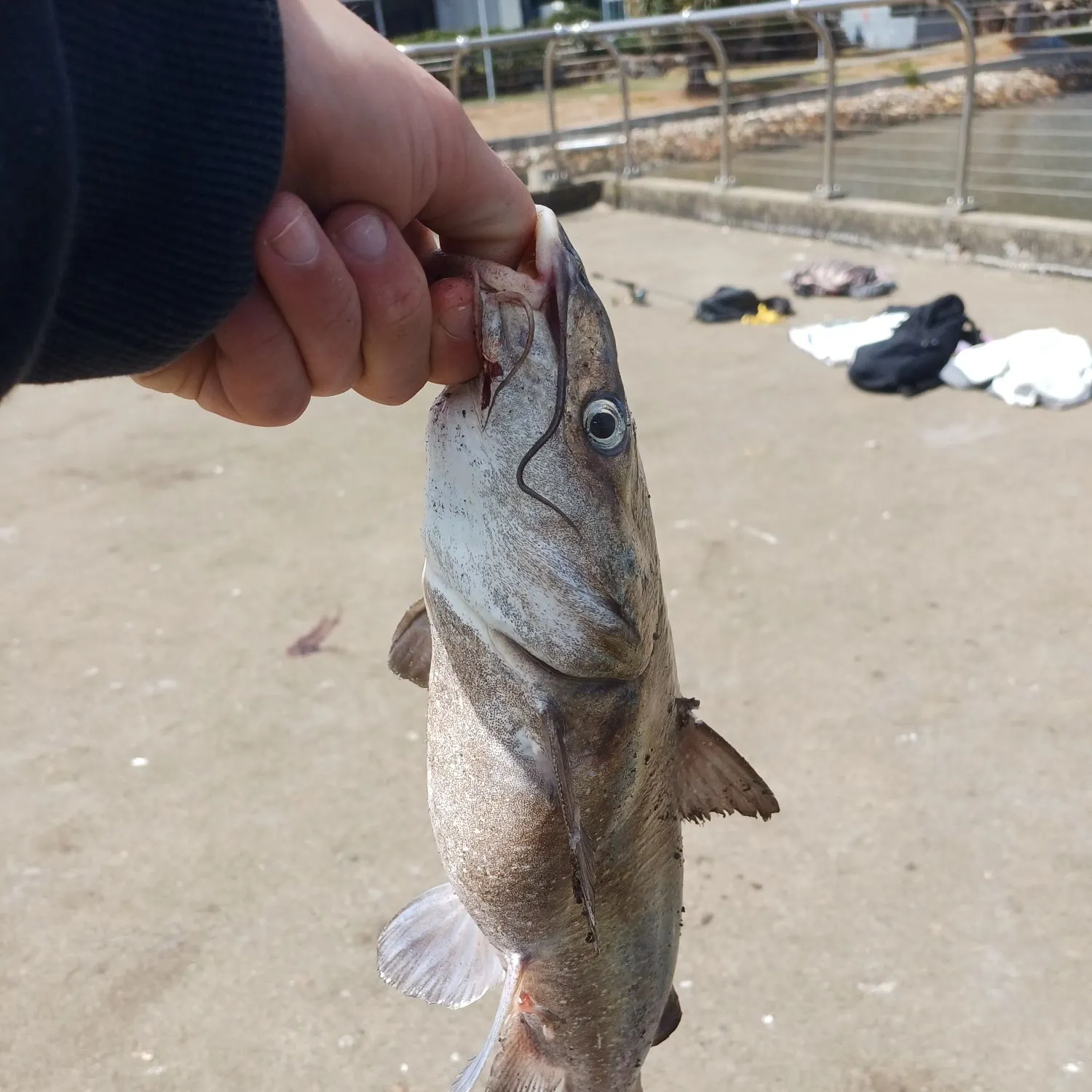 Blue salmon catfish caught on Fishbrain