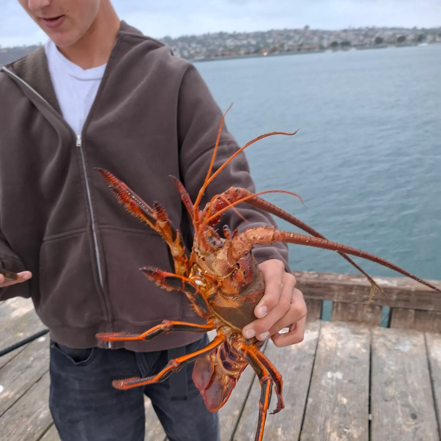 The most recent California spiny lobster catches on Fishbrain