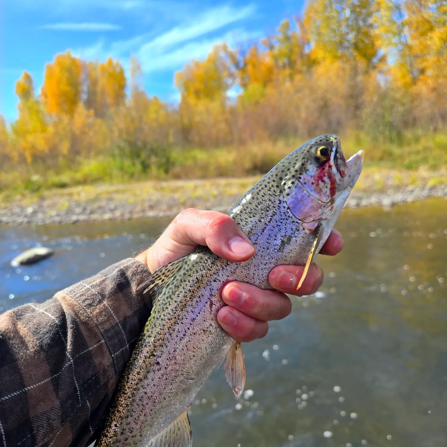 Rainbow trout caught on Fishbrain