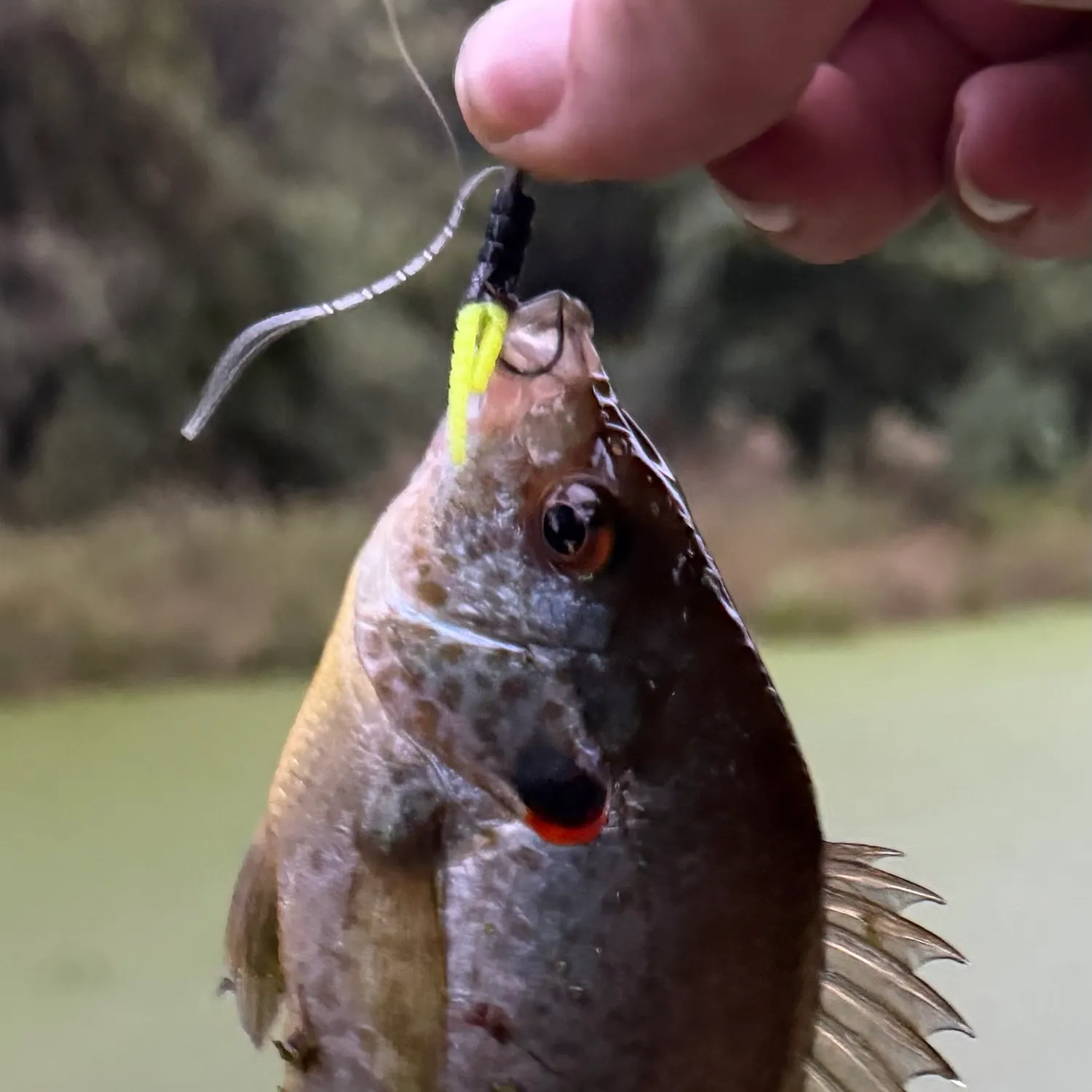 The most recent Redear sunfish catches on Fishbrain