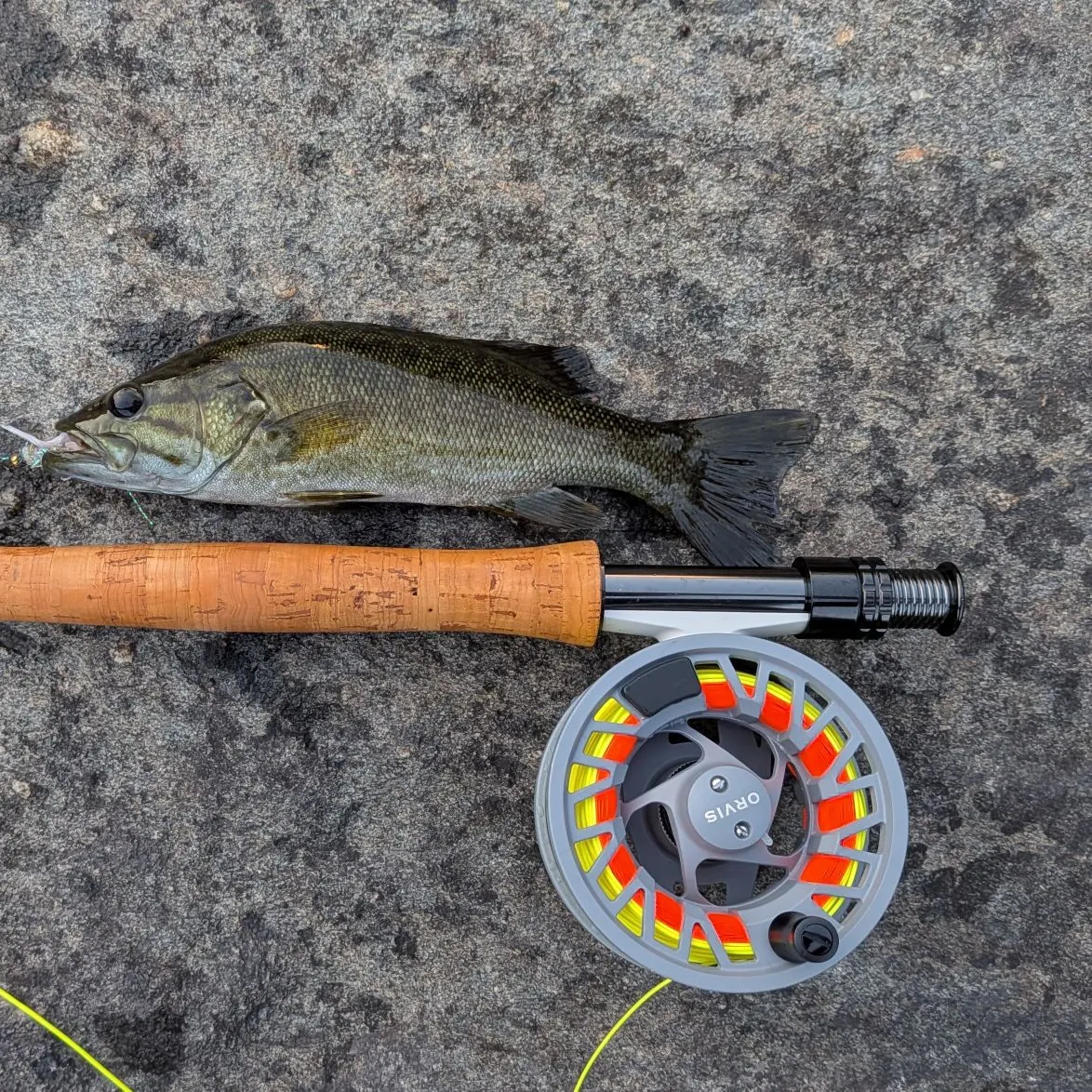 Smallmouth bass caught on Fishbrain