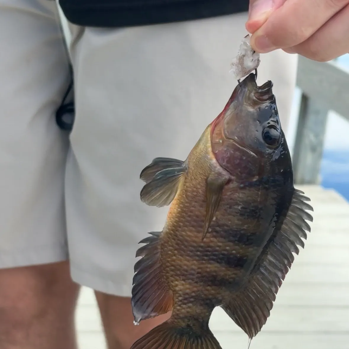 Mayan cichlid caught on Fishbrain