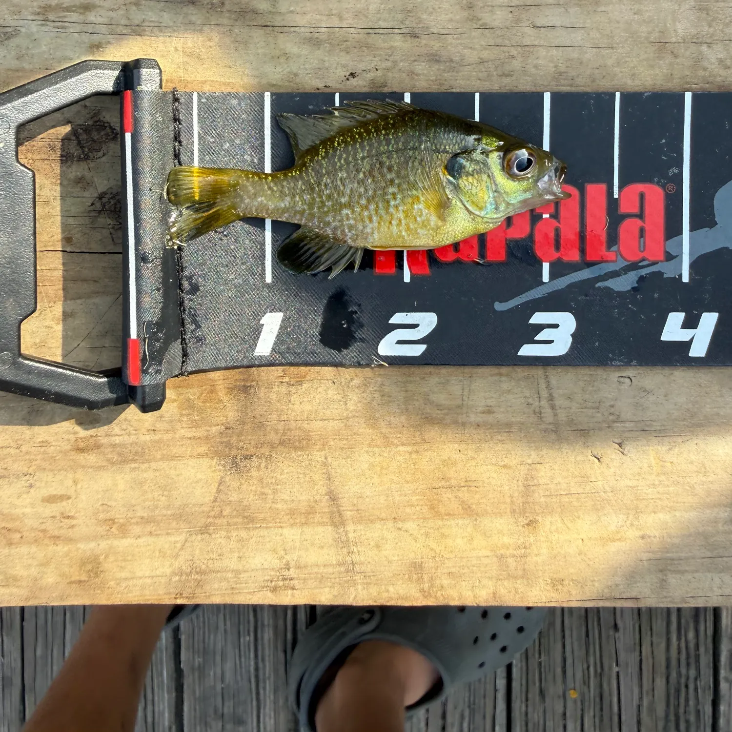Bluegill caught on Fishbrain