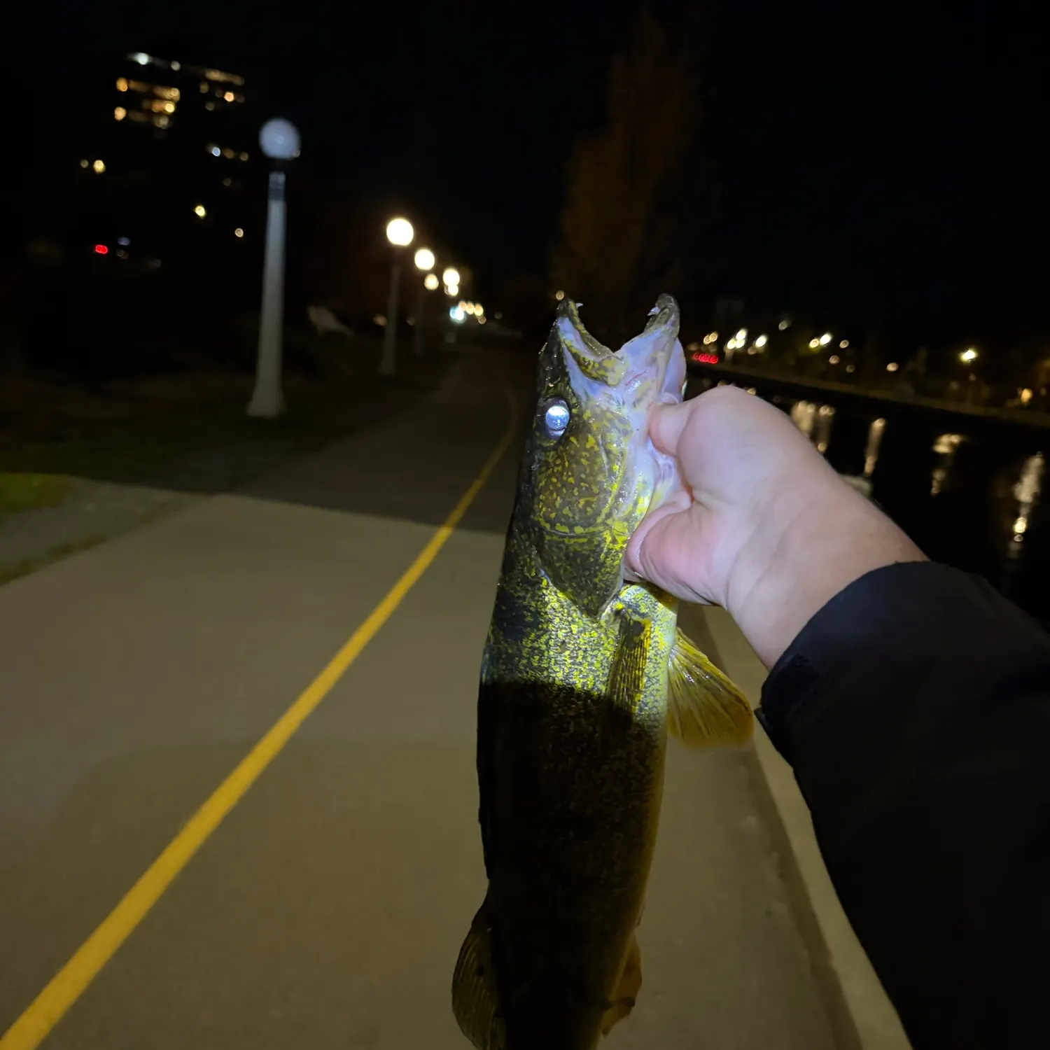 Walleye caught on Fishbrain