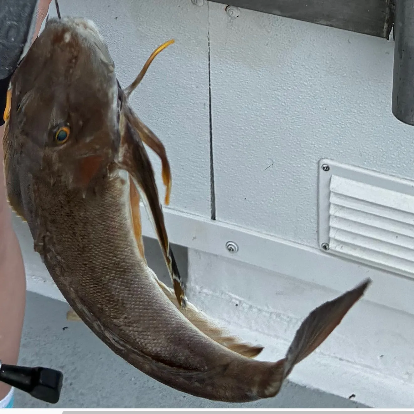 The most recent Blackwing searobin catches on Fishbrain