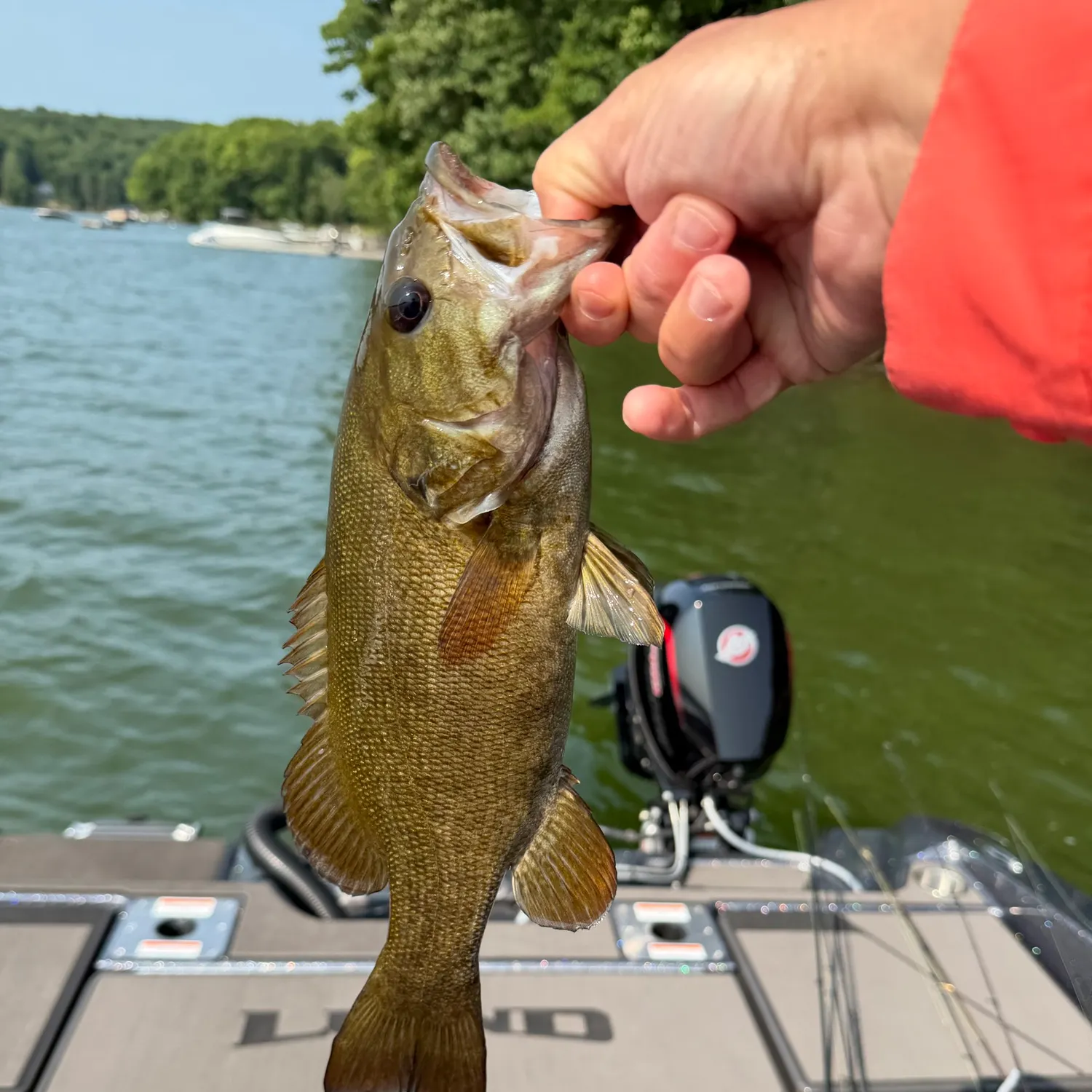 Smallmouth bass caught on Fishbrain