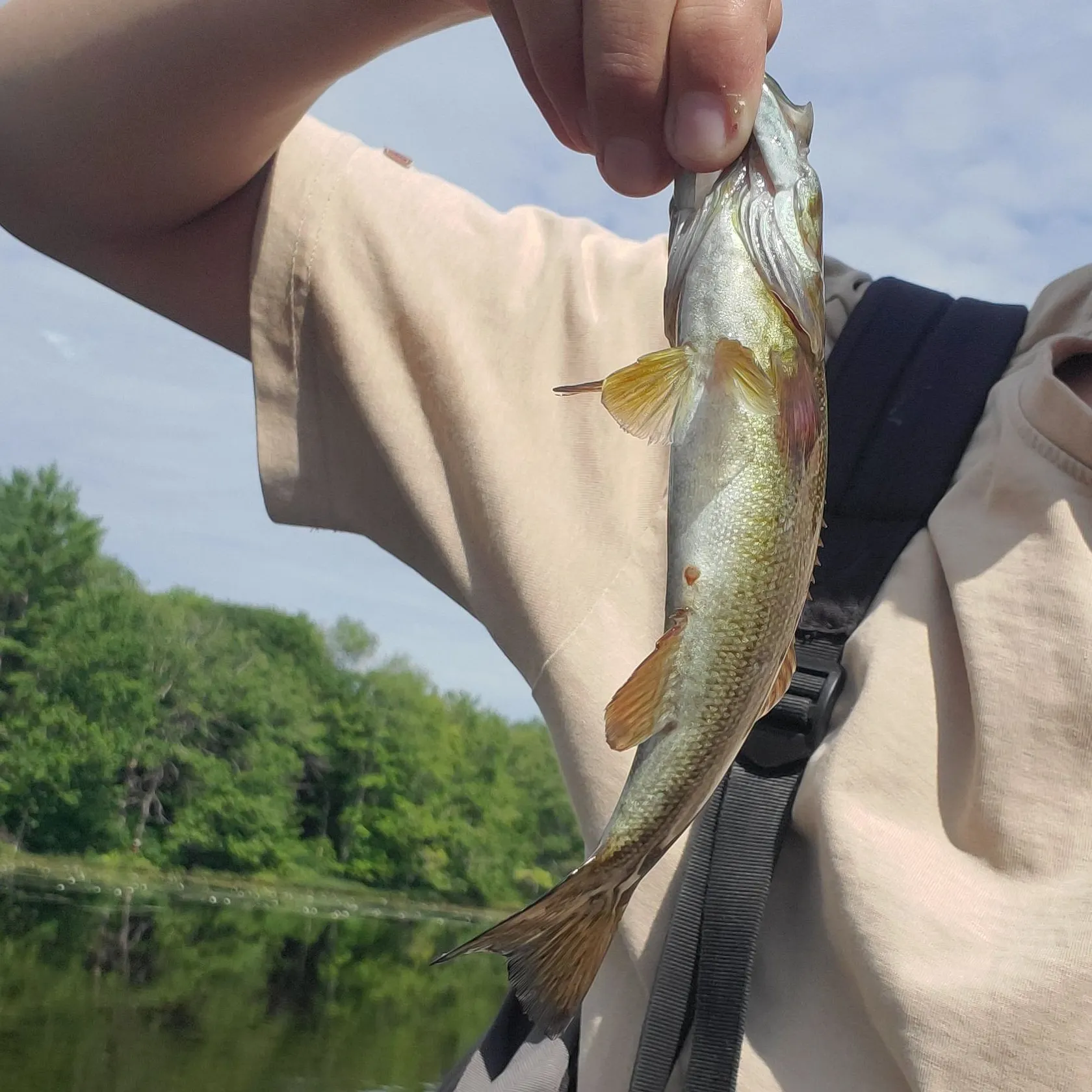 The most recent Smallmouth bass catches on Fishbrain