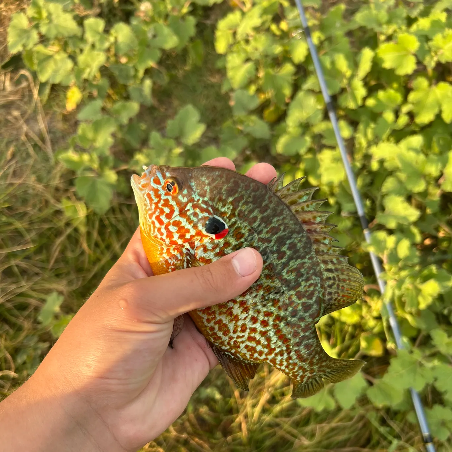 The most recent Northern sunfish catches on Fishbrain