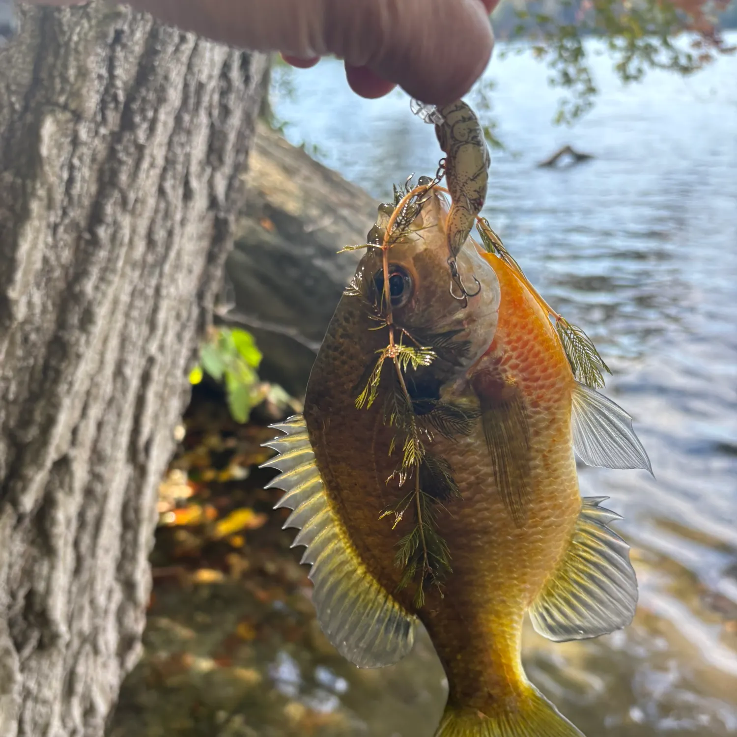 Bluegill caught on Fishbrain