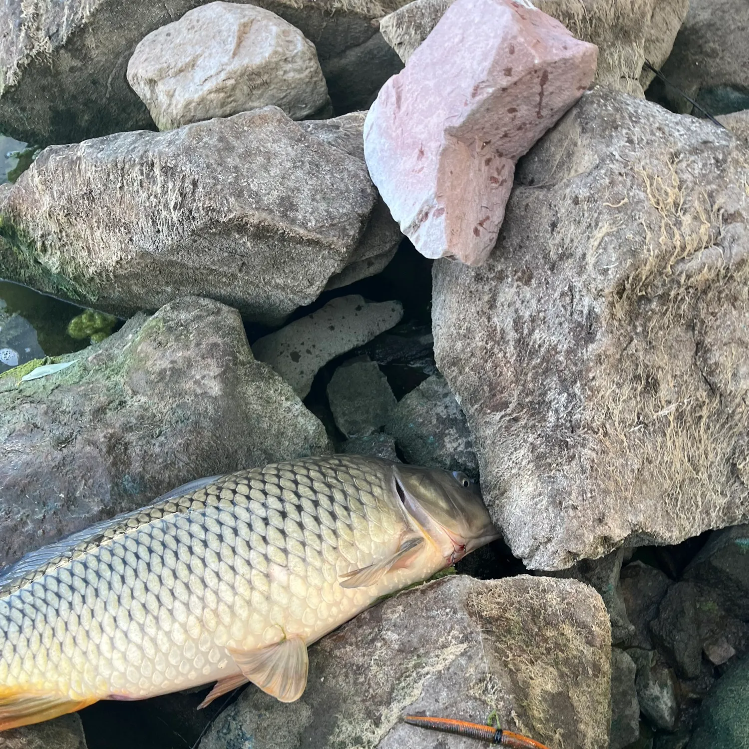 Common carp caught on Fishbrain