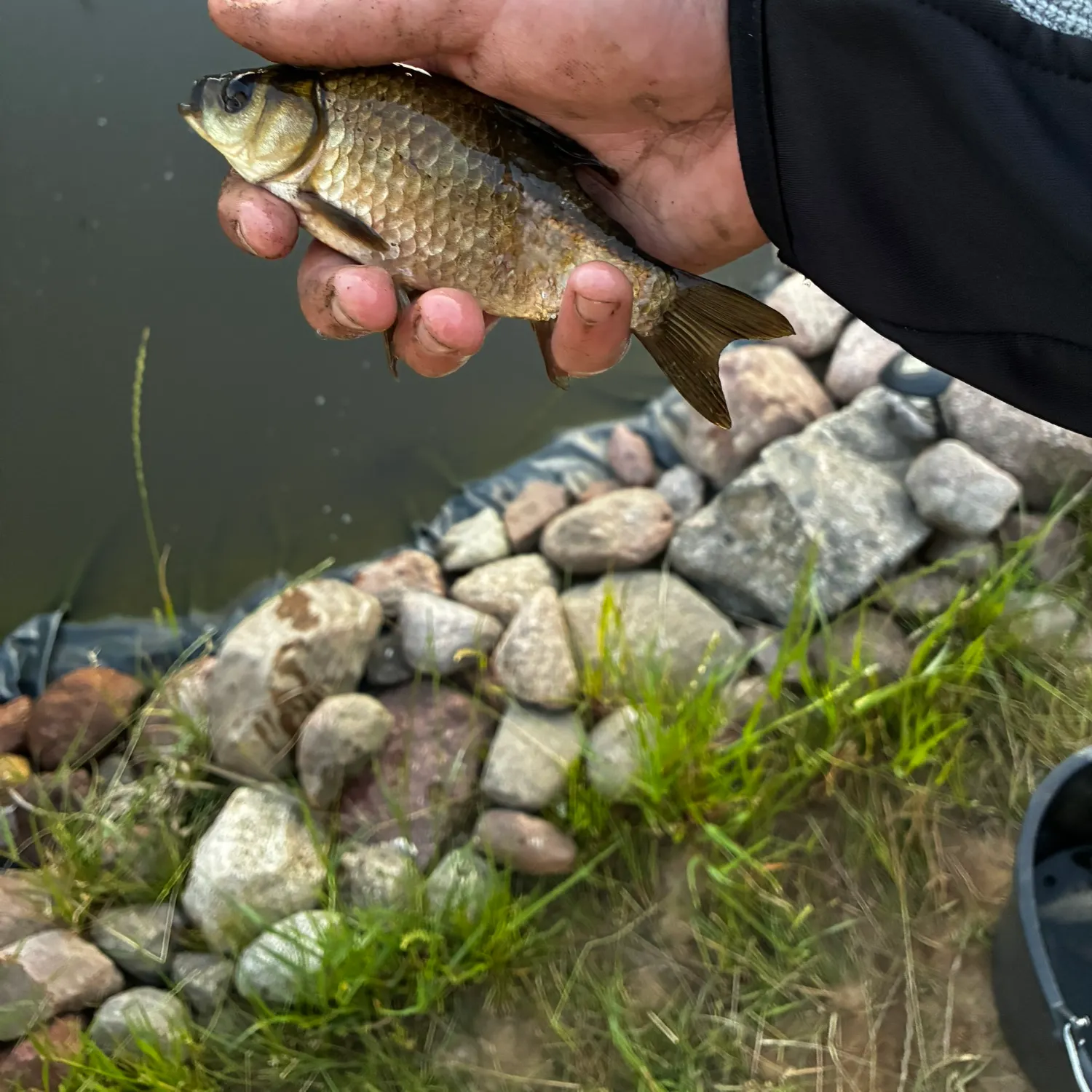 The most recent Crucian carp catches on Fishbrain