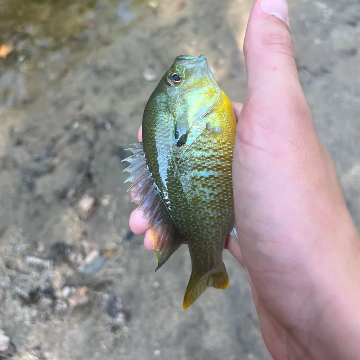 Greengill hybrid caught on Fishbrain