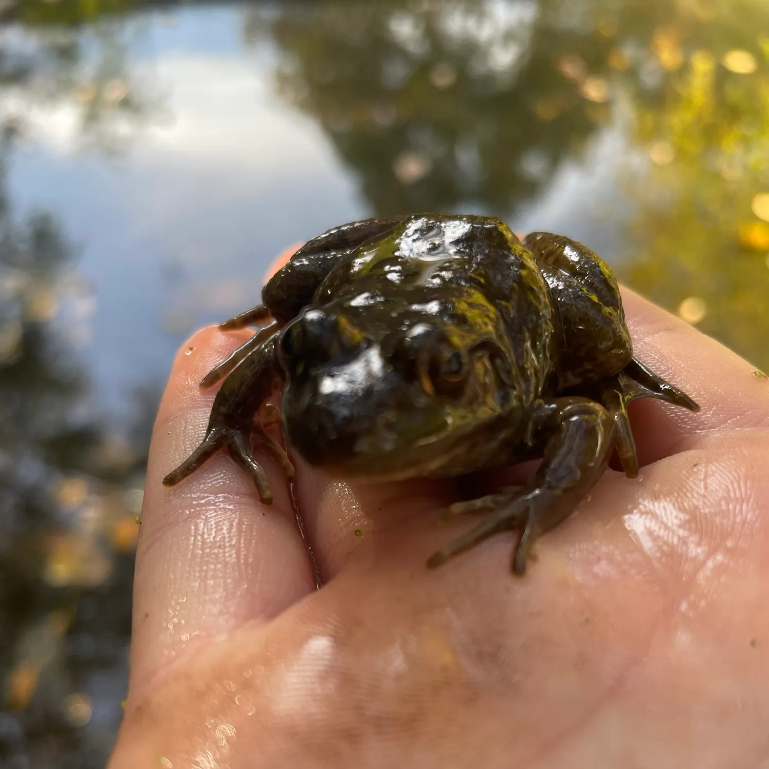 Green frog caught on Fishbrain