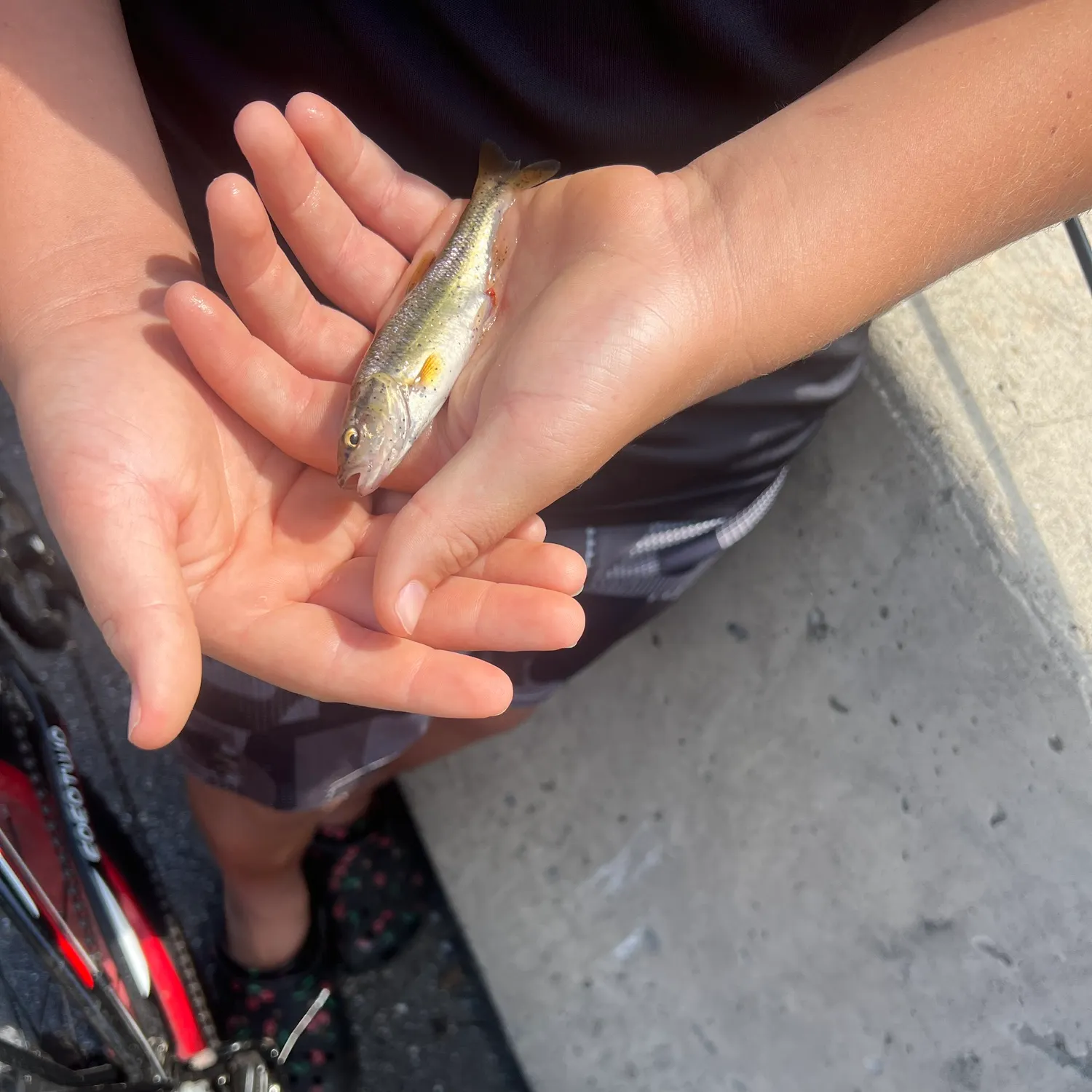 Creek chub caught on Fishbrain