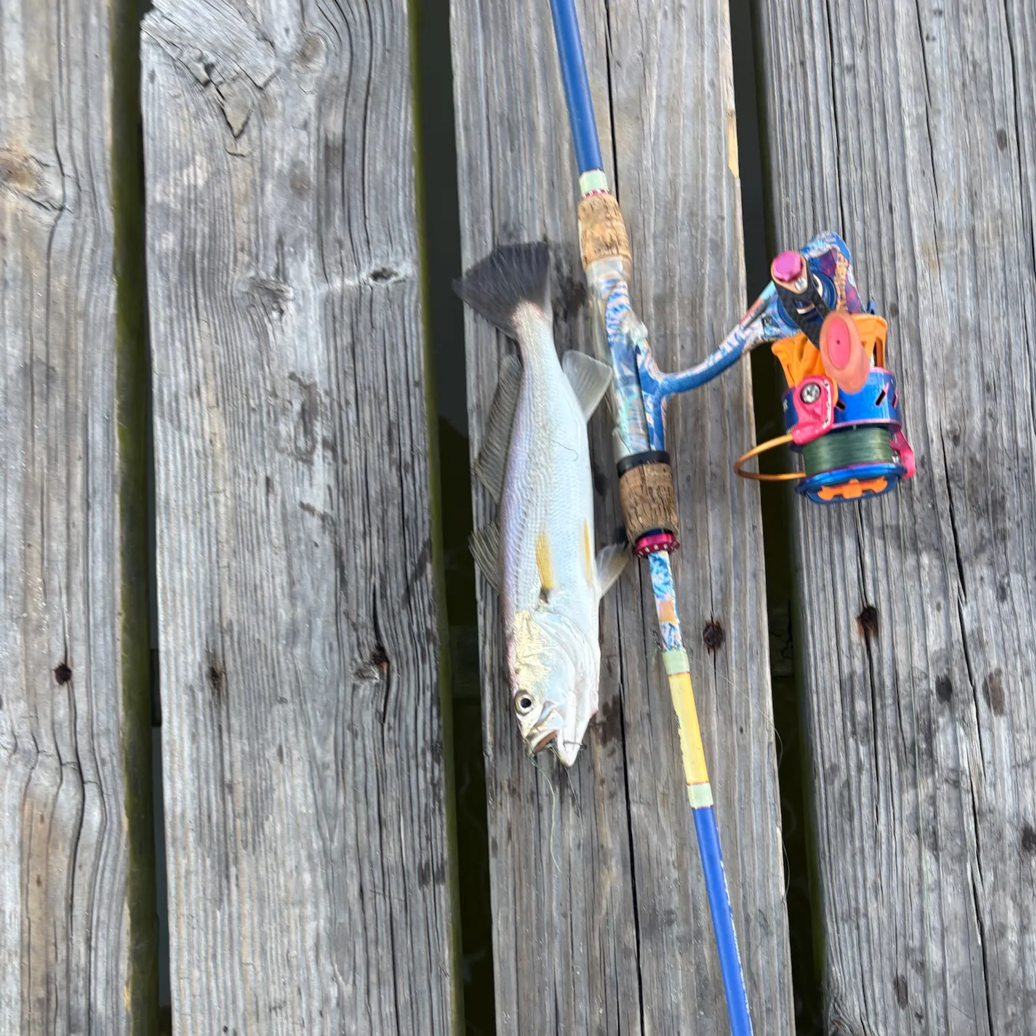 Sand seatrout caught on Fishbrain