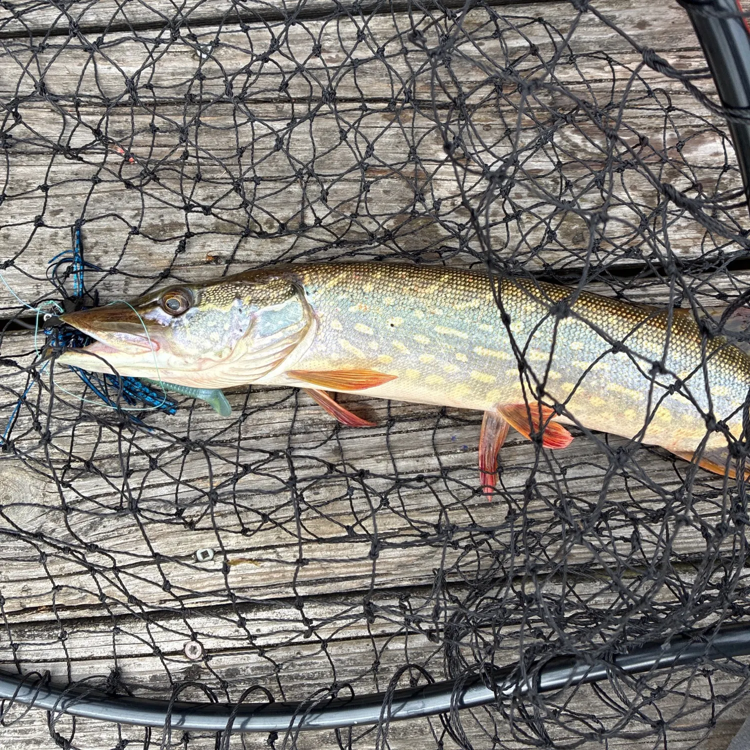 Northern pike caught on Fishbrain