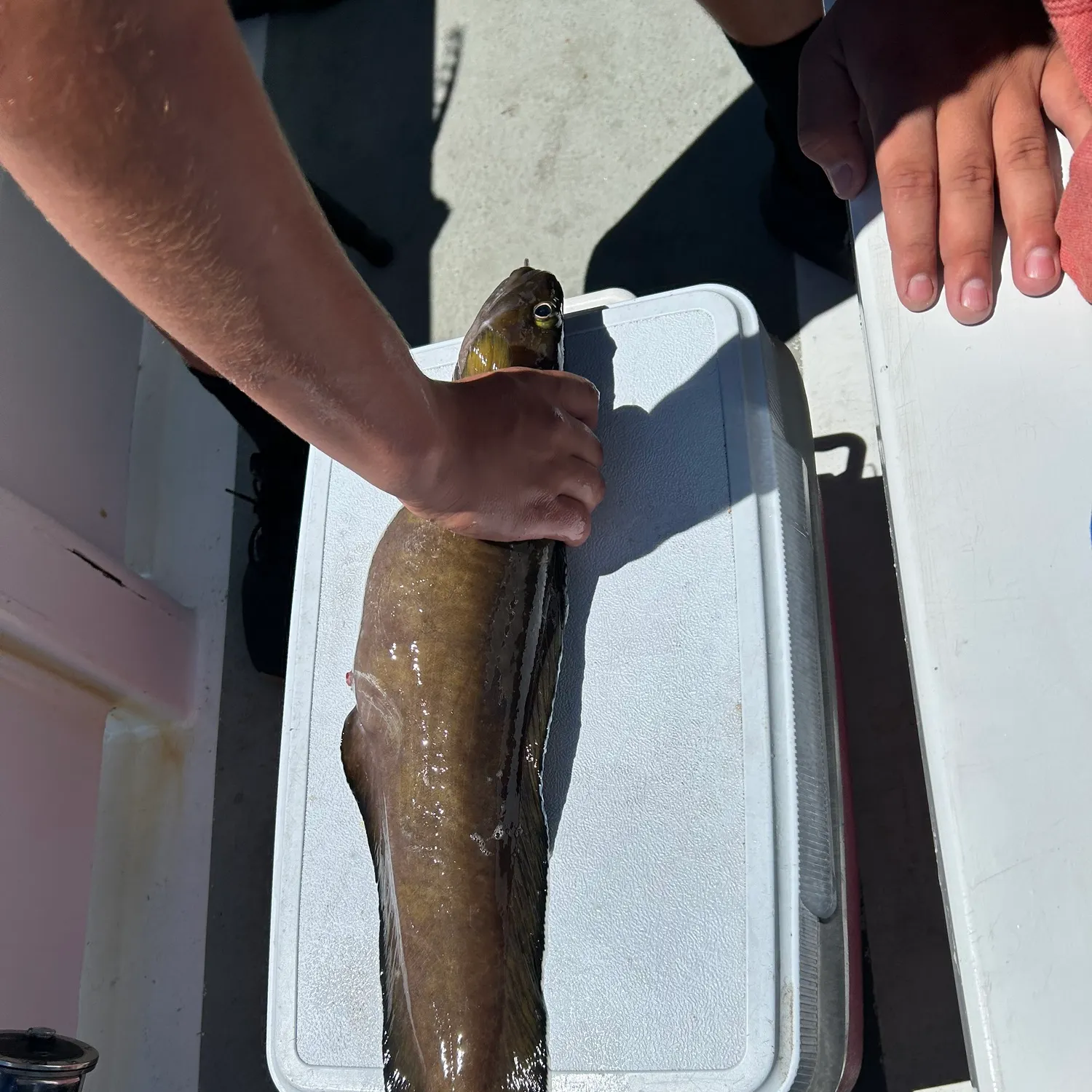The most recent Tusk catches on Fishbrain