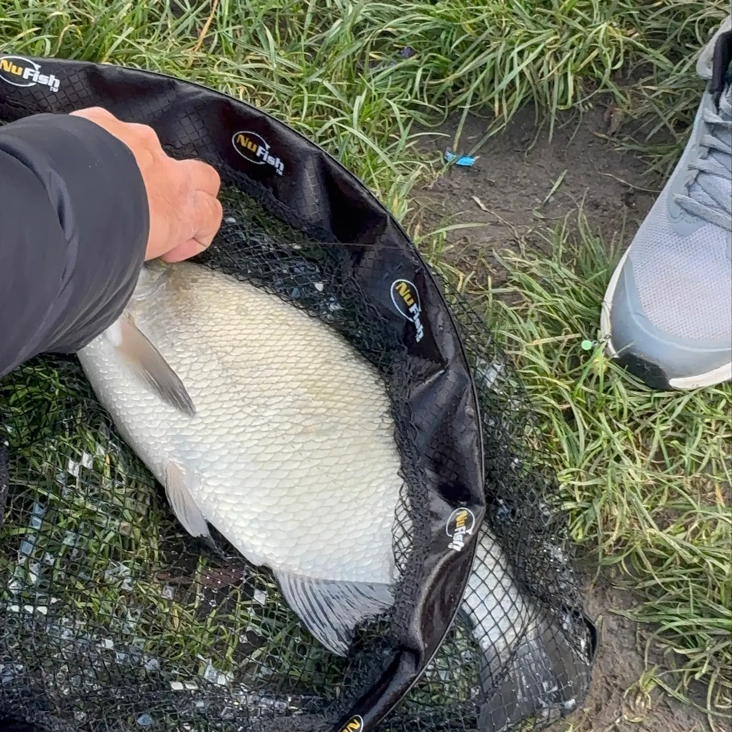 White bream caught on Fishbrain