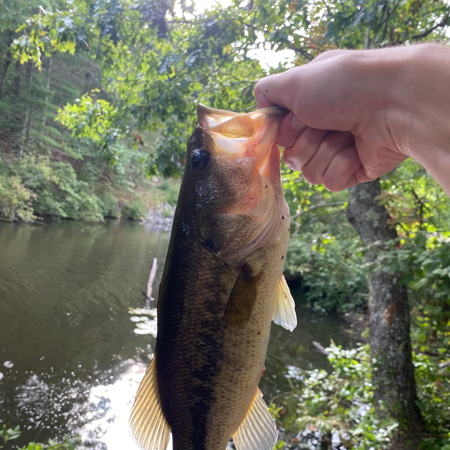 Largemouth bass caught on Fishbrain