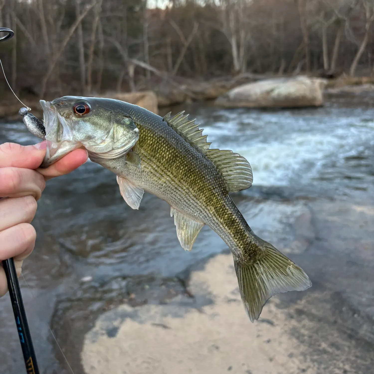 The most recent Redeye bass catches on Fishbrain
