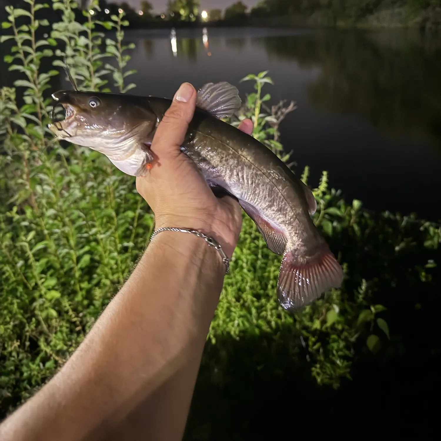 Channel catfish caught on Fishbrain