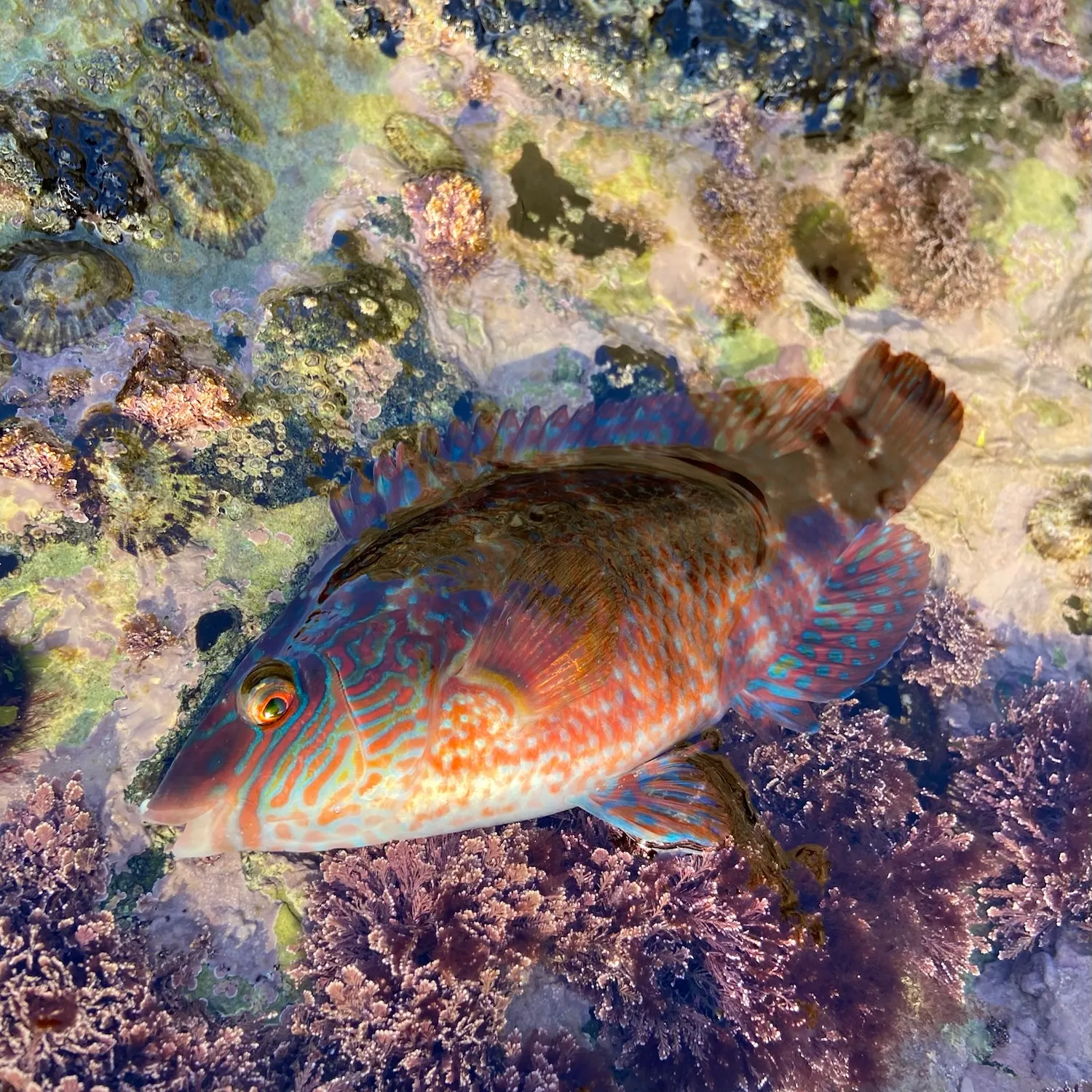 The most recent Corkwing wrasse catches on Fishbrain