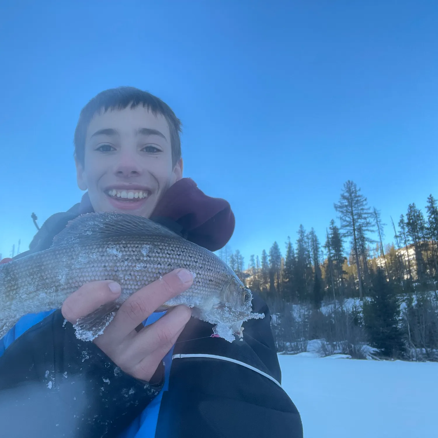 The most recent Arctic grayling catches on Fishbrain