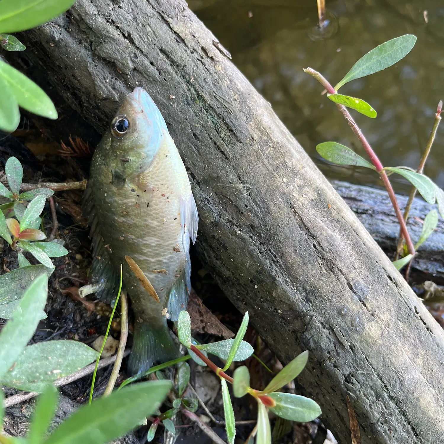 Bluegill caught on Fishbrain