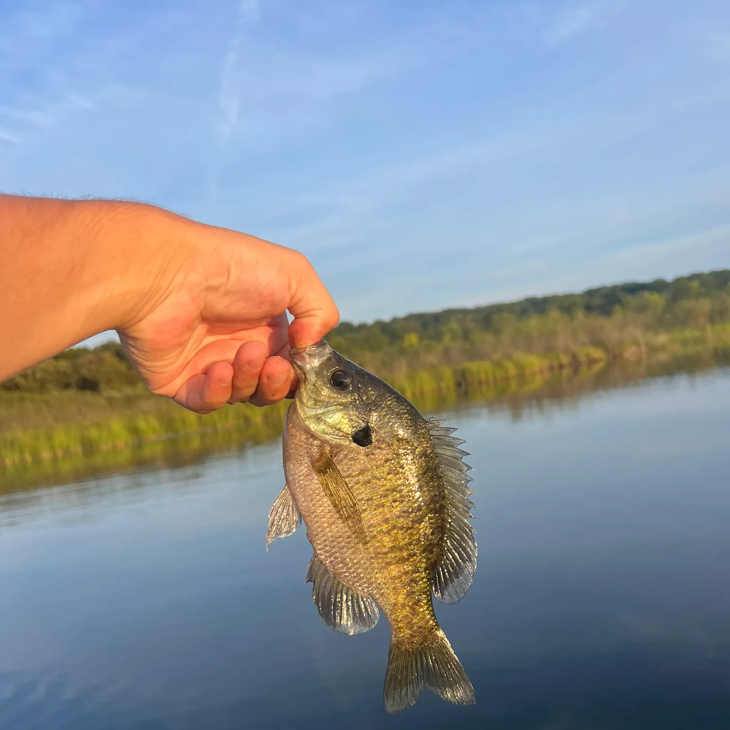 Bluegill caught on Fishbrain
