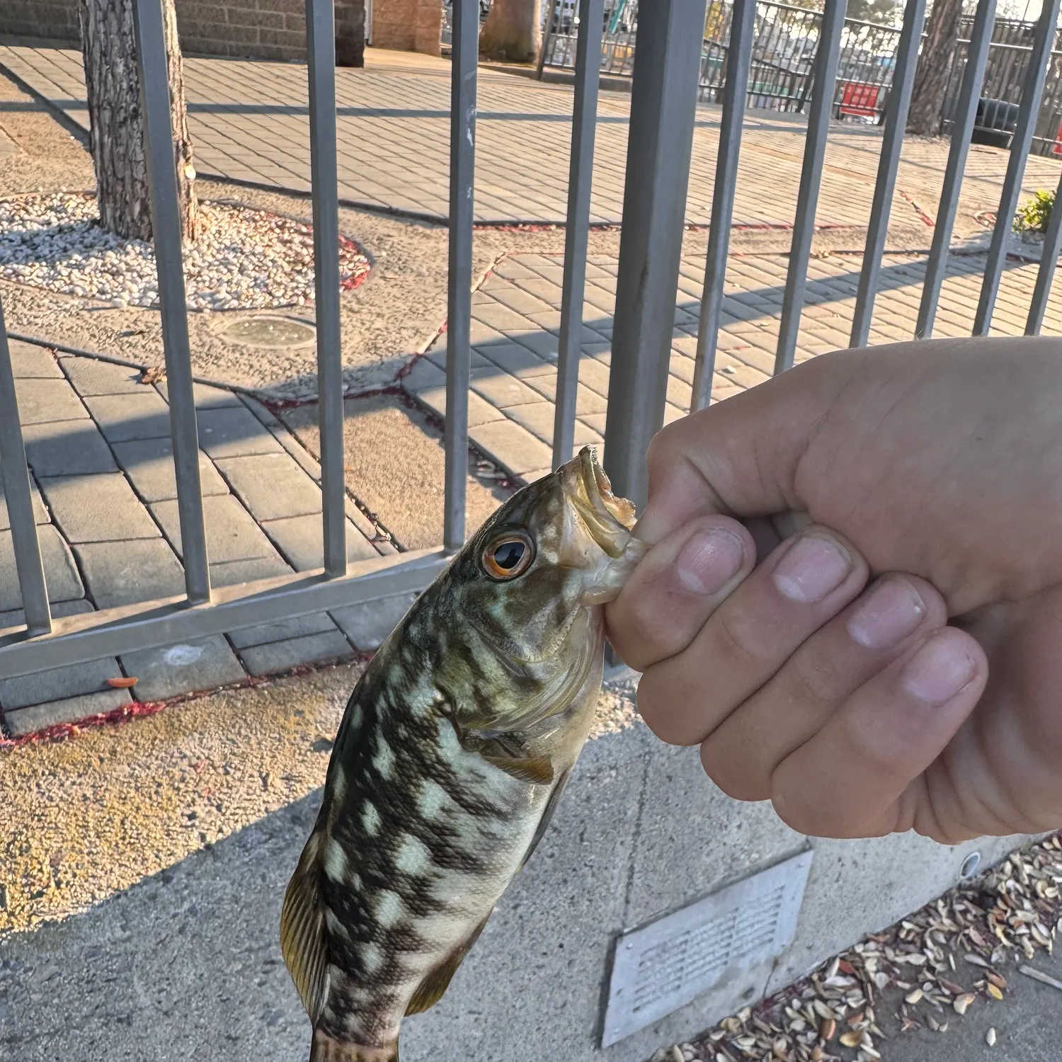 The most recent Kelp bass catches on Fishbrain