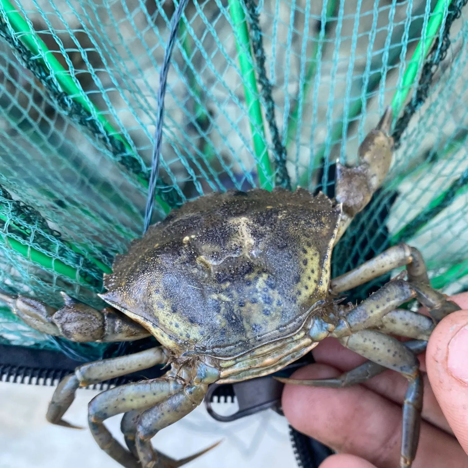Green crab caught on Fishbrain